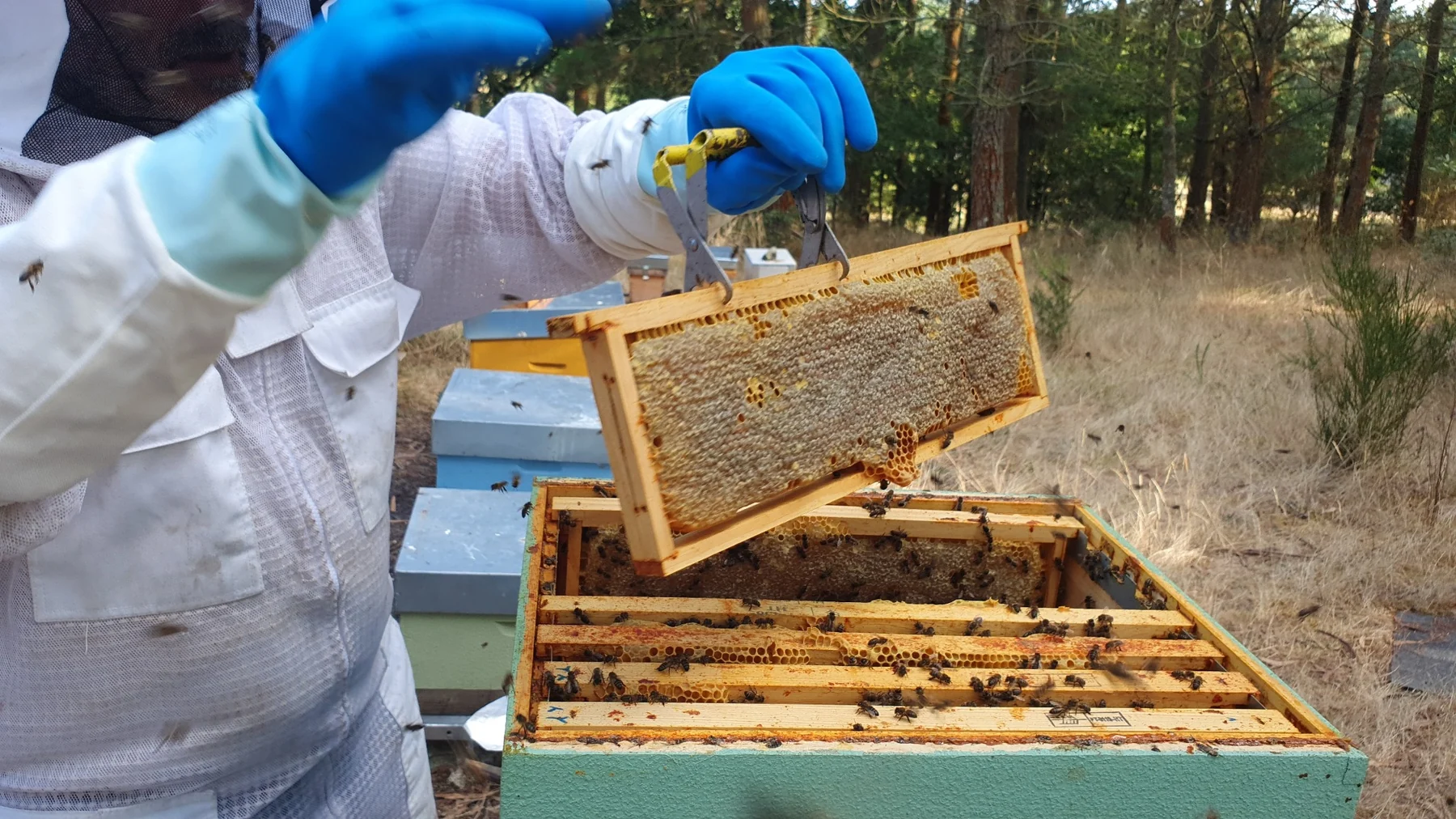 Apicultor trabajando en el apiario
