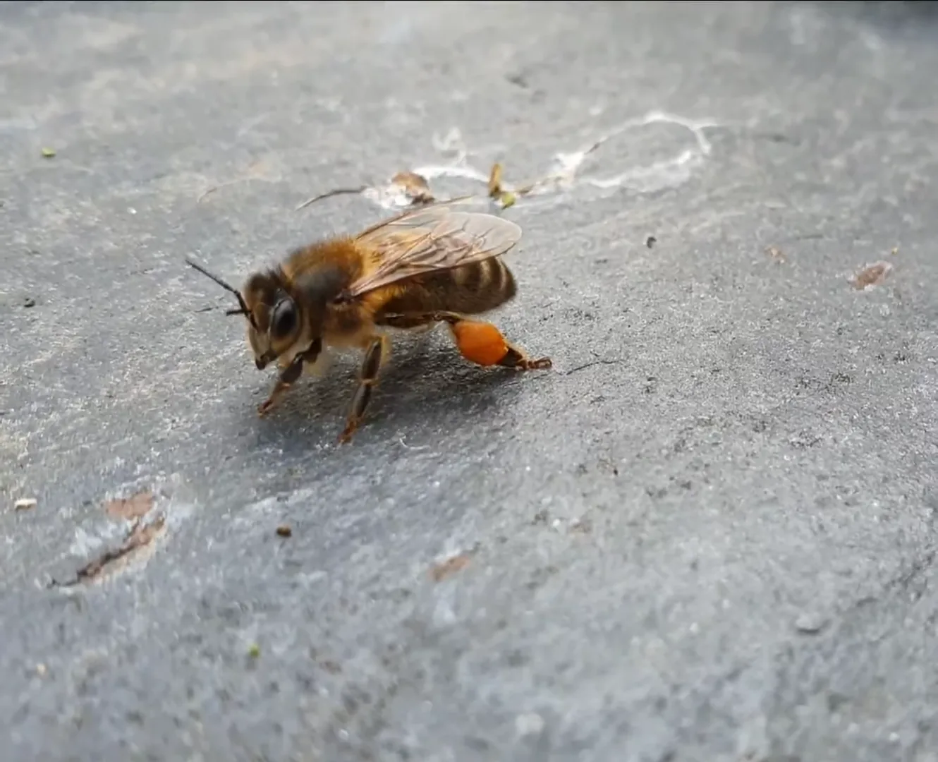 Abeja con carga de polen