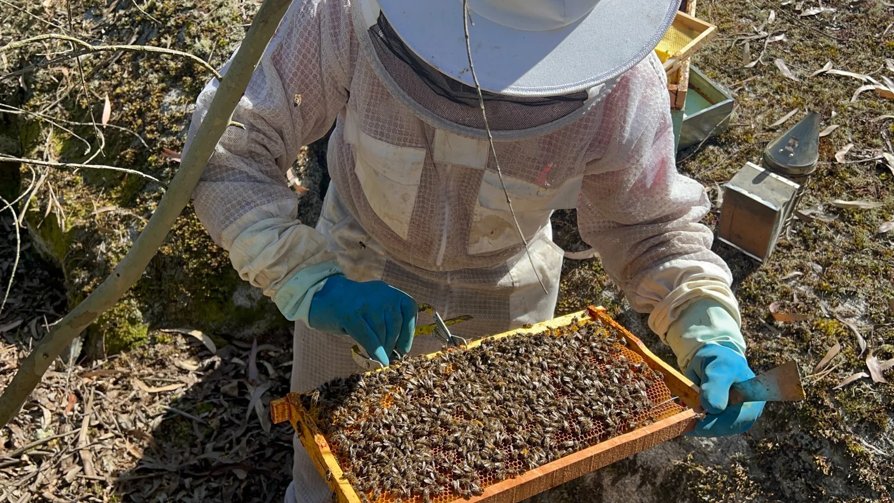 Apicultor examinando un cuadro cubierto de abejas
