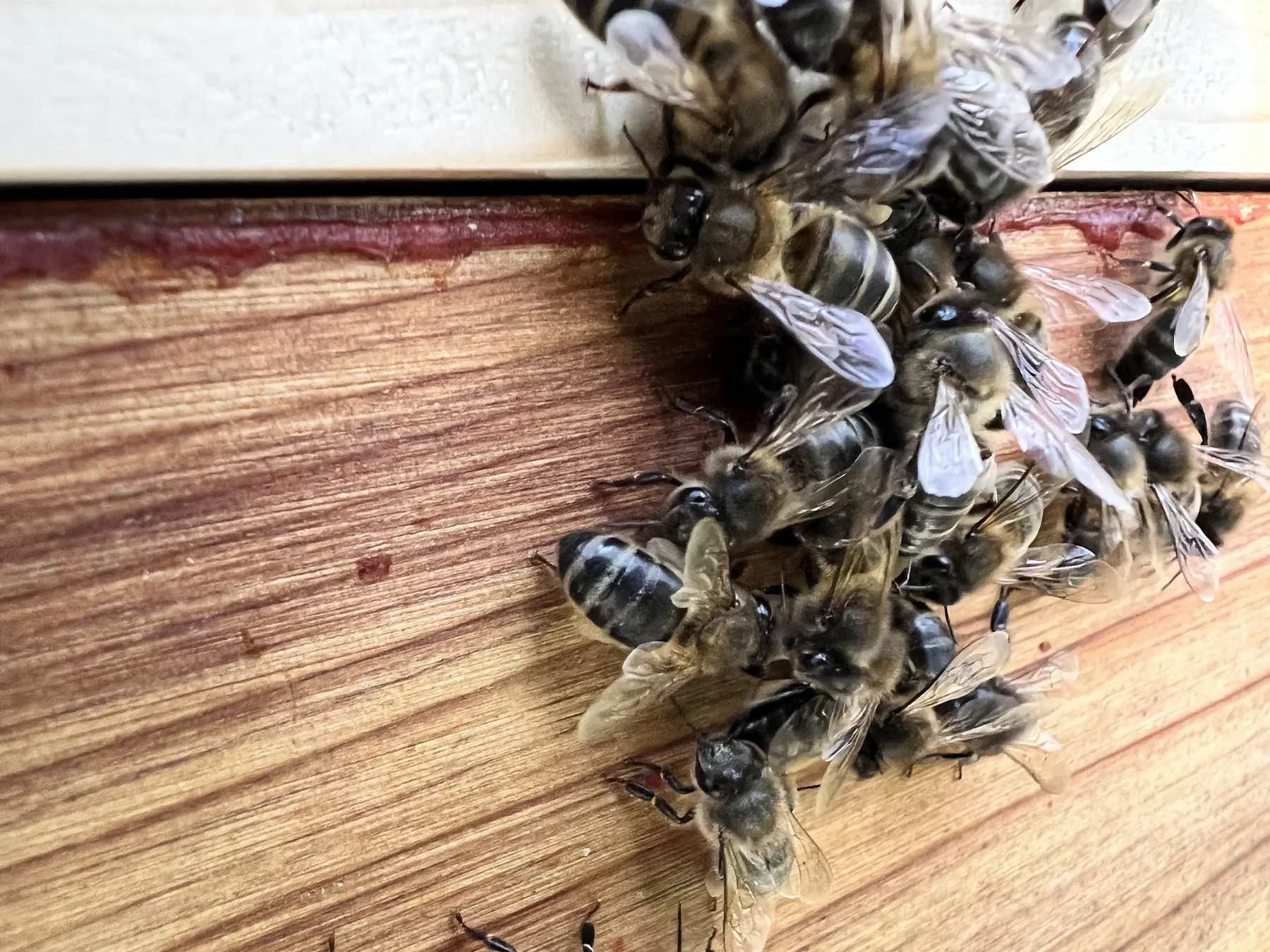 Abejas observadas de cerca durante una revisión