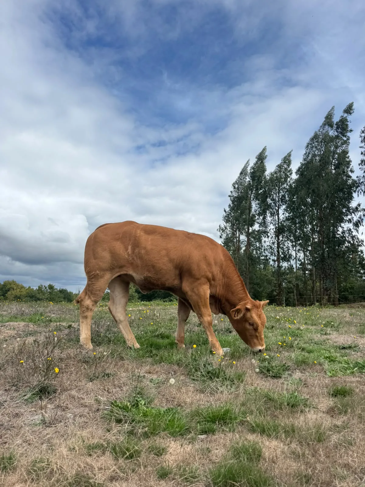 Bovino de capa roja pastando al aire libre