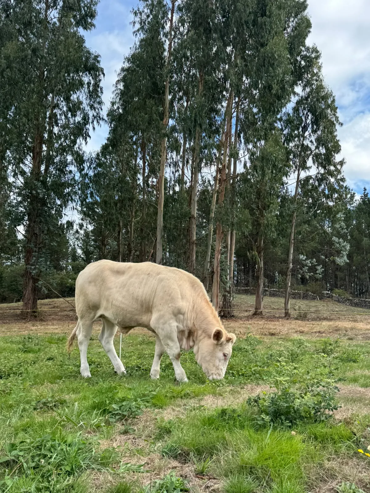 Bovino claro pastando en una parcela arbolada