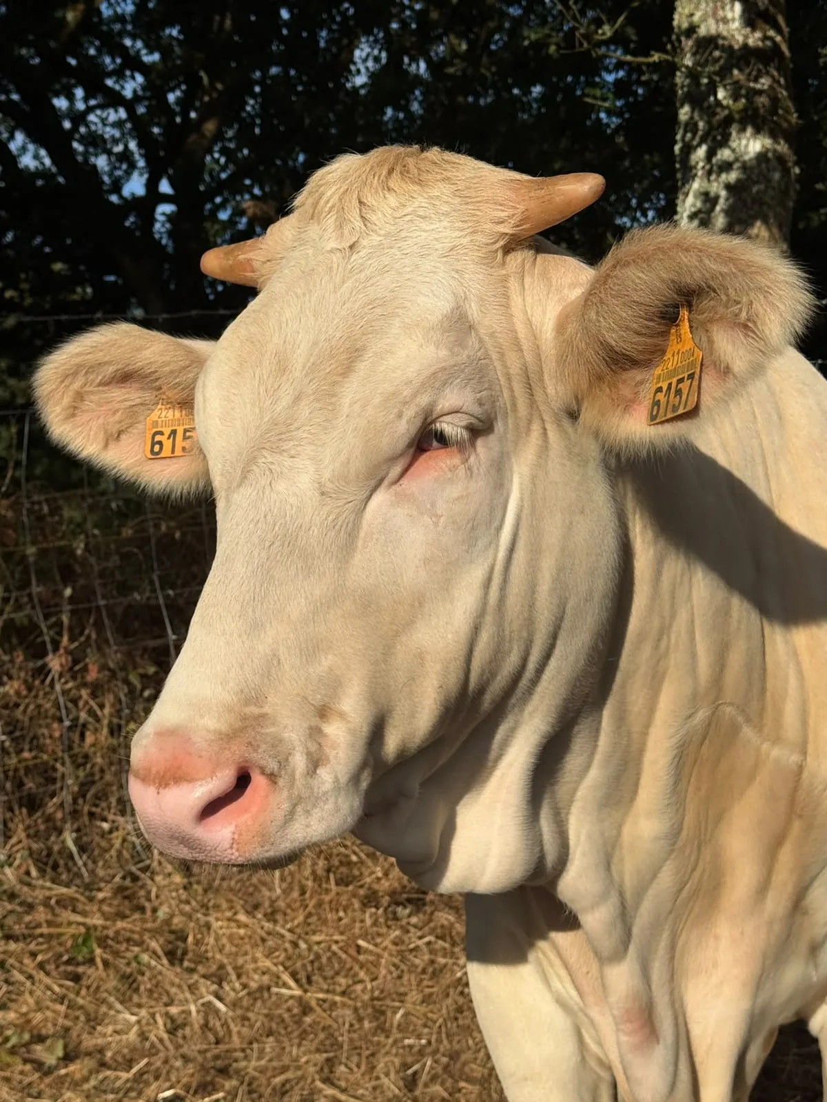 Primer plano de un bovino claro identificado con crotales