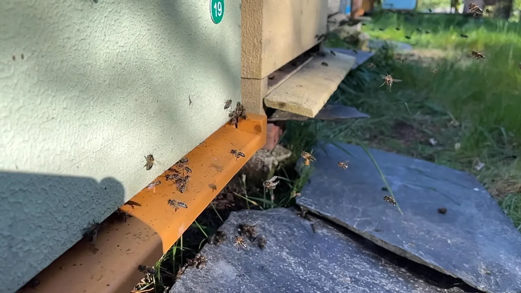 Abejas activas frente a la piquera de una colmena