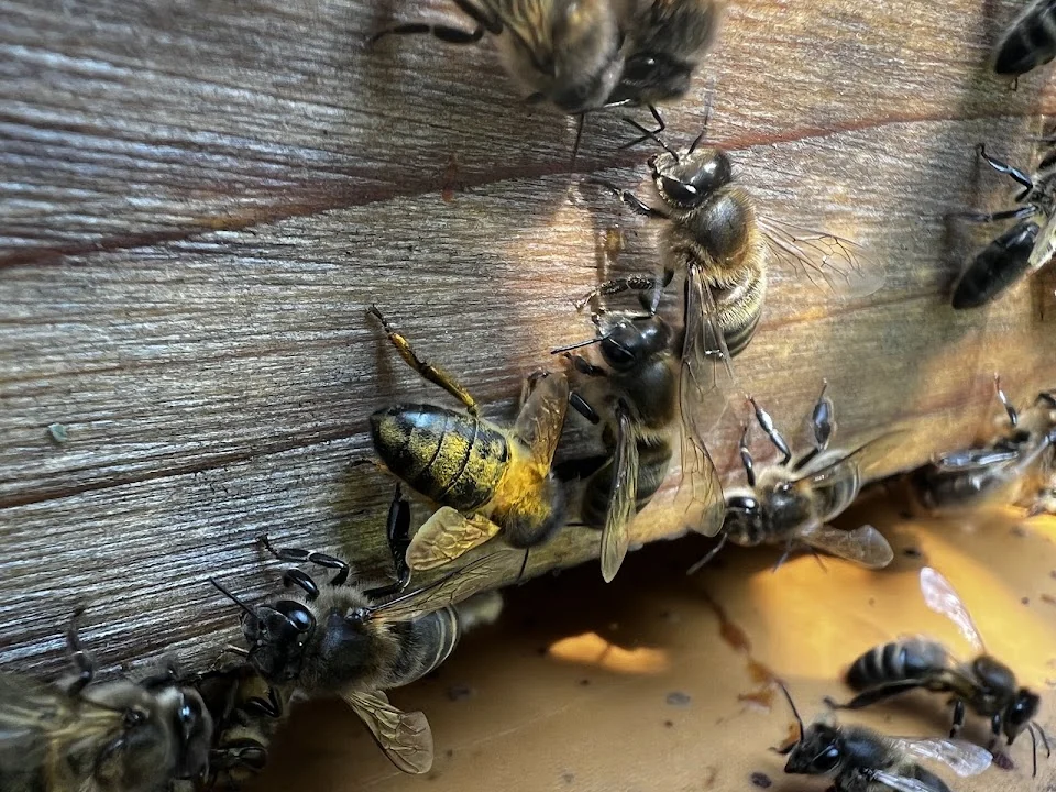 Vespa velutina junto a abejas